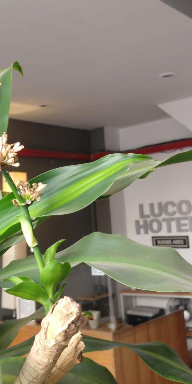 Luco Hotel Buenos Aires Zewnętrze zdjęcie